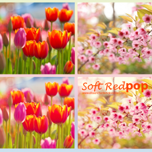 Soft Red Color Photoshop Action